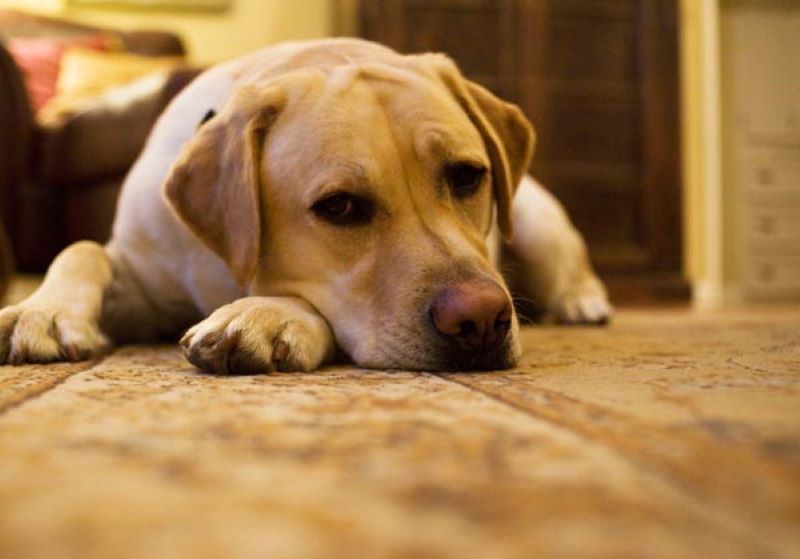 Voici comment savoir si votre chien est triste ou malade