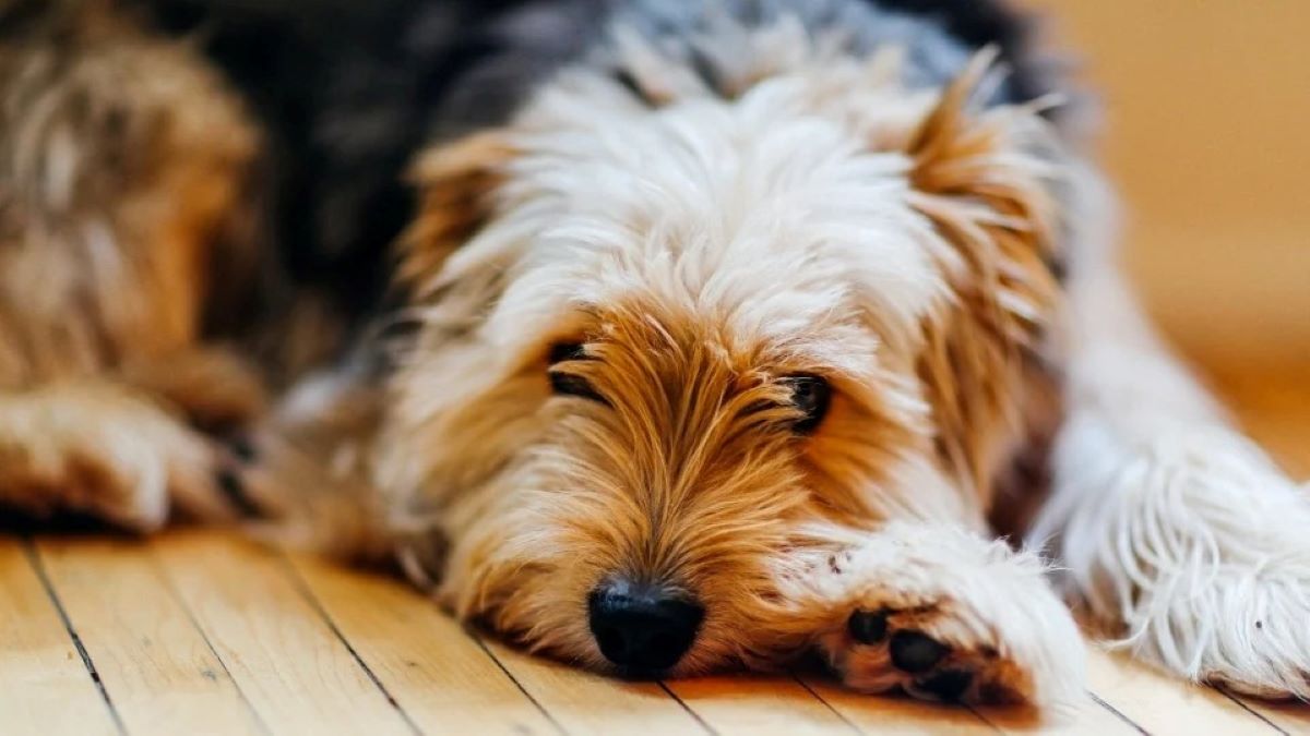 Voici comment savoir si votre chien est triste ou malade