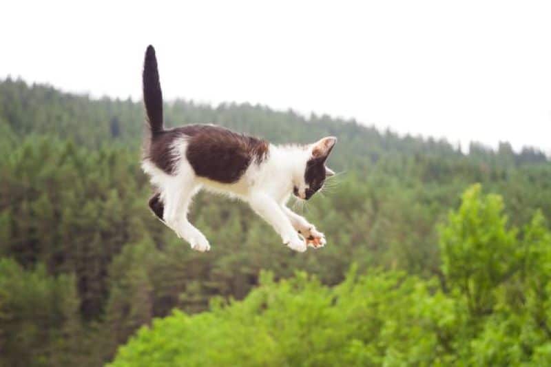 Voici de quelle hauteur un chat peut-il tomber et survivre selon les experts