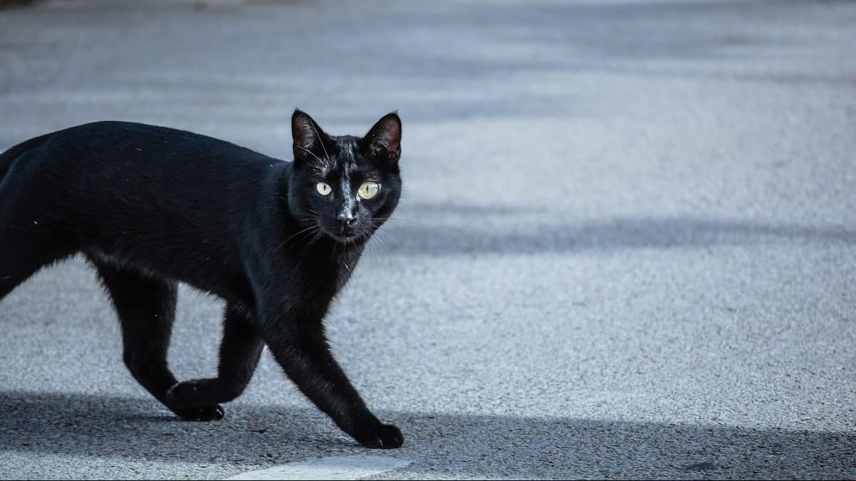 Voici de quelle hauteur un chat peut-il tomber et survivre selon les experts