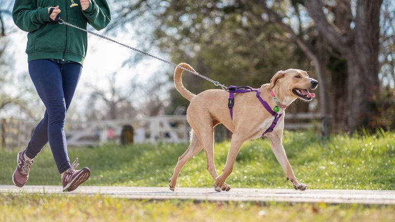 Voici durant combien de temps vous devez promener votre chien chaque jour