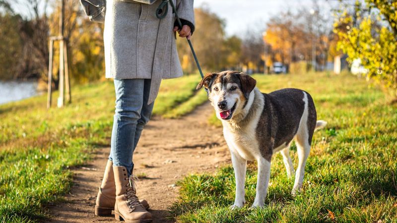 Voici durant combien de temps vous devez promener votre chien chaque jour