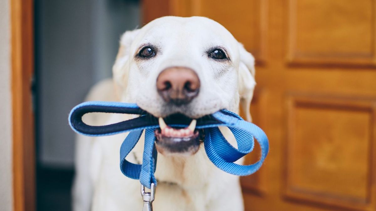 Voici durant combien de temps vous devez promener votre chien chaque jour