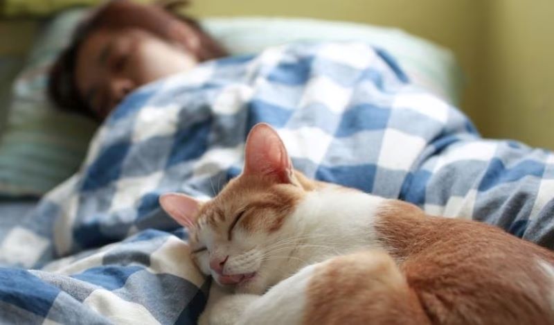 Voici la maladie que vous pourriez contracter si vous dormez avec un chat tous les jours