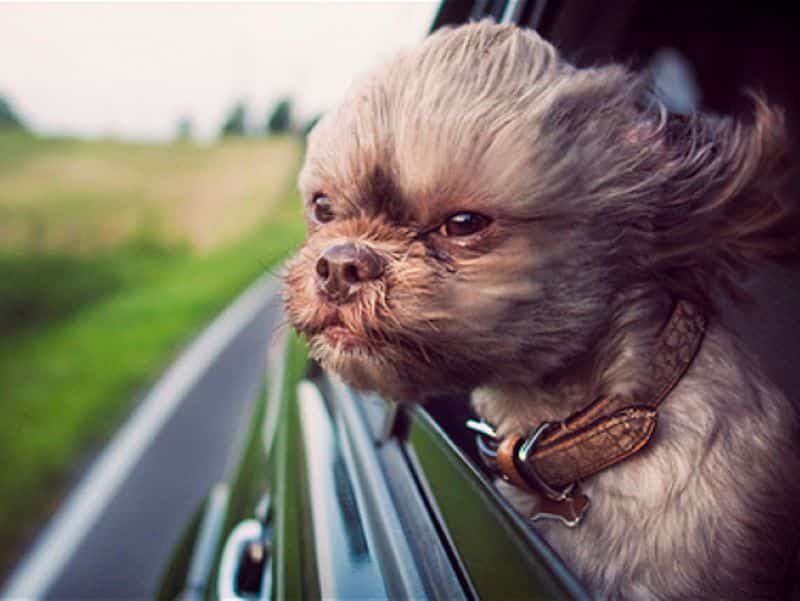 Voici la raison pour laquelle les chiens aiment tant sortir leur tête de la voiture