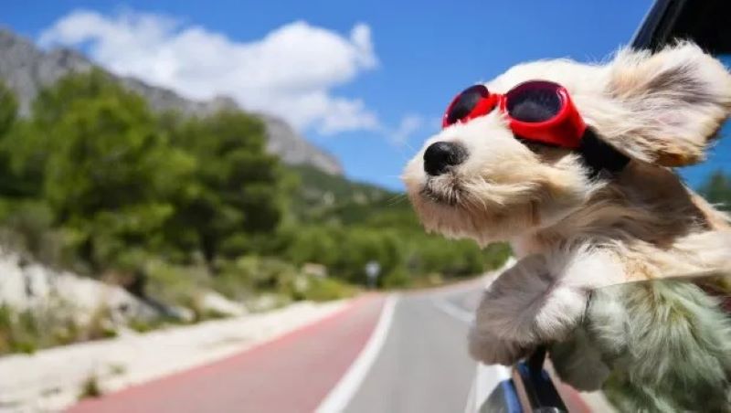 Voici la raison pour laquelle les chiens aiment tant sortir leur tête de la voiture