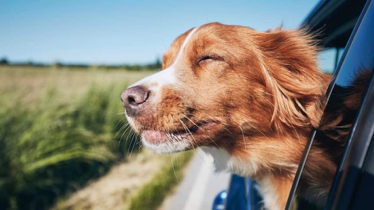 Voici pourquoi les chiens aiment tant sortir leur tête de la voiture