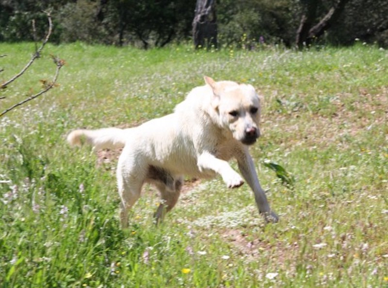 Voici la raison pour laquelle les chiens s'enfuient