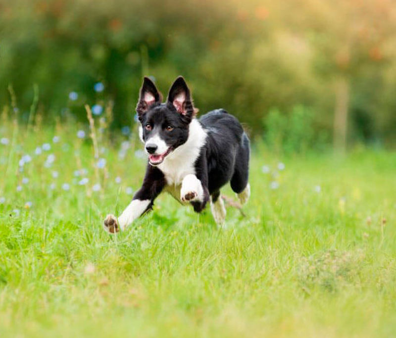 Voici la raison pour laquelle les chiens s'enfuient