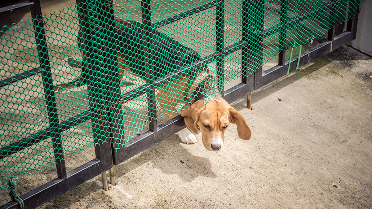 Voici la raison pour laquelle les chiens s'enfuient