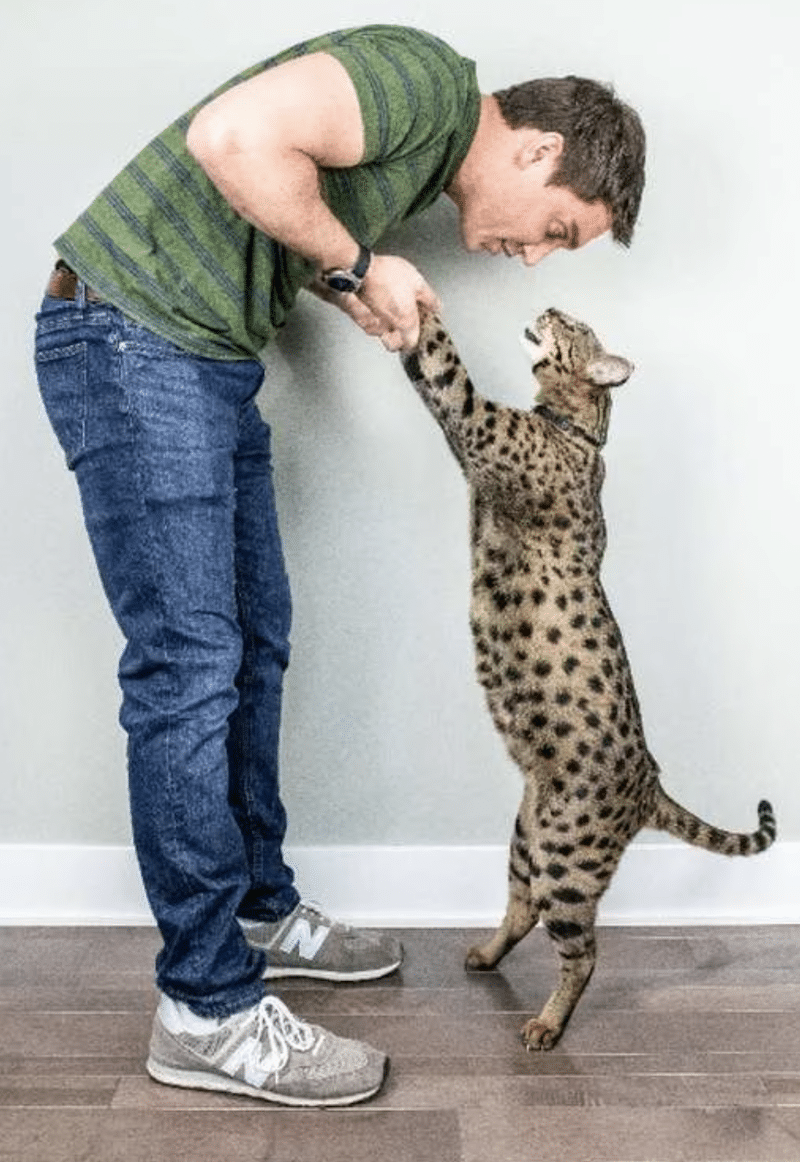 Voici le chat domestique le plus grand du monde (Photos)