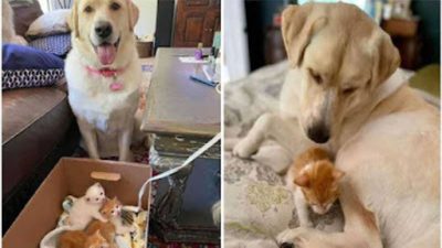 Des chatons orphelins ont été adoptés par une chienne, elle les élève comme les siens