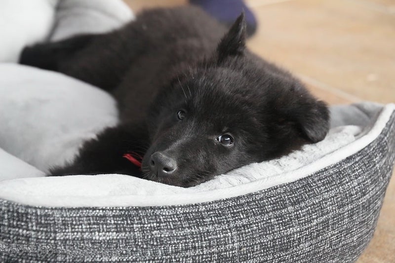 Voici le meilleur moyen d'empêcher votre chien d'aboyer la nuit