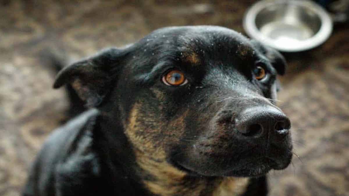 Voici comment empêcher votre chien d'aboyer la nuit !