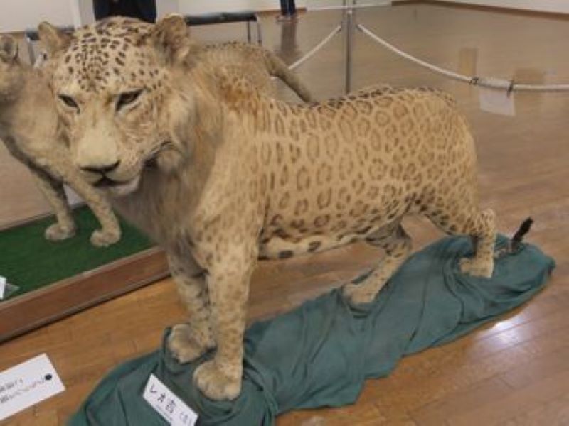 Voici le surprenant mélange entre un léopard et une lionne
