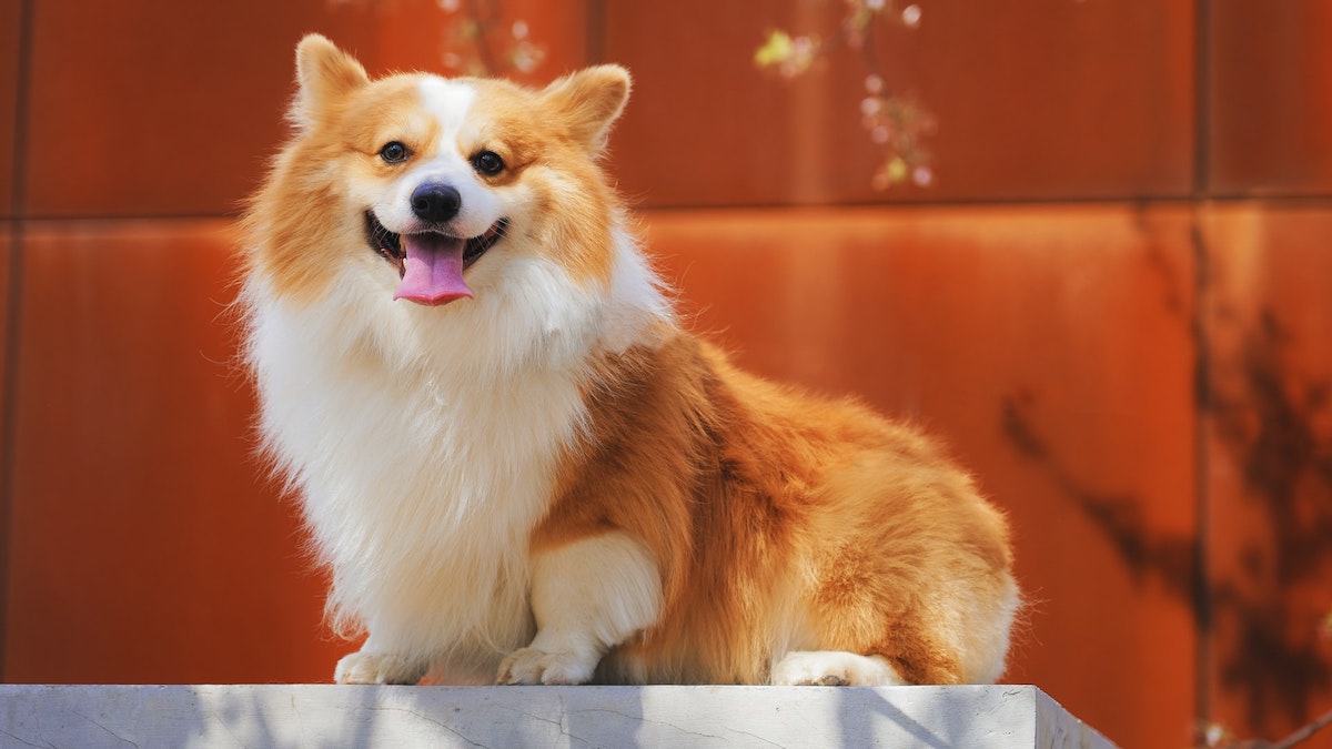 Voici les 3 races de chiens qui vivent mieux la solitude lorsque vous partez