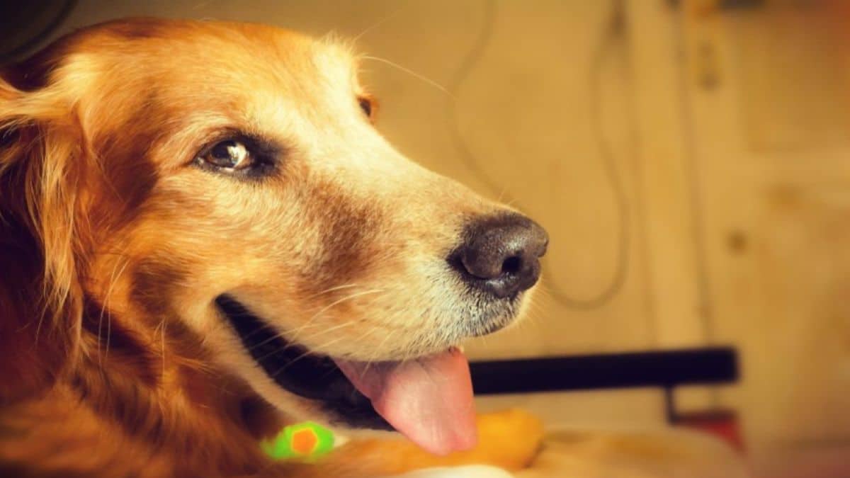 Voici les 4 facteurs pour que votre chien vive plus longtemps