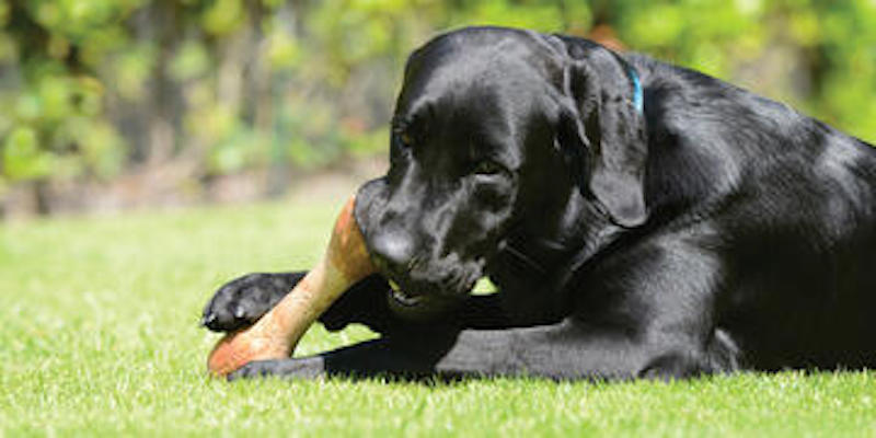 Voici les 4 conseils d’experts pour garder son chien en parfaite santé !