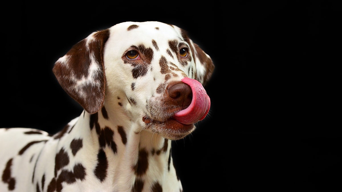 Voici les 4 conseils d’experts pour garder son chien en parfaite santé !