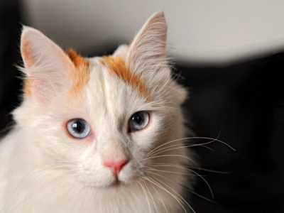 Voici les 4 races de chats les plus chères ; les prix sont élevés