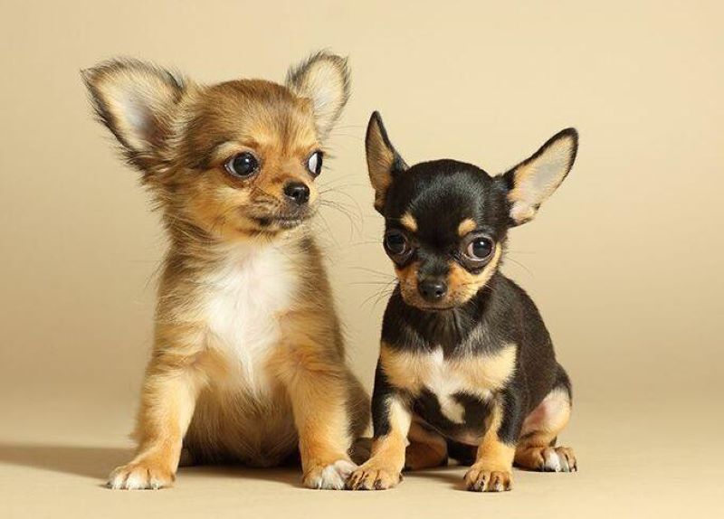 Voici les 4 races de chiens miniatures que beaucoup de gens souhaitent avoir en appartement