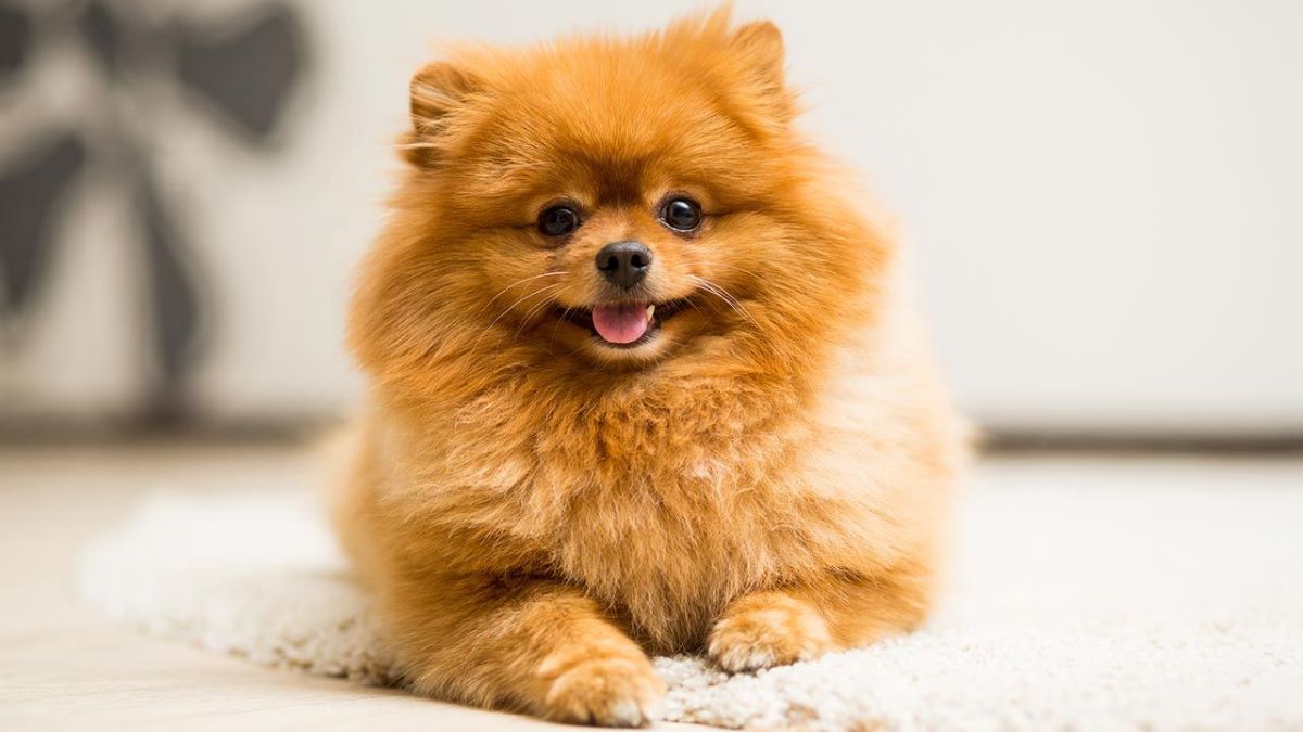 Voici les 4 races de chiens miniatures que beaucoup de gens souhaitent avoir en appartement