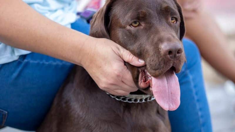 Voici les 4 raisons pour lesquelles un chien nous donne la patte