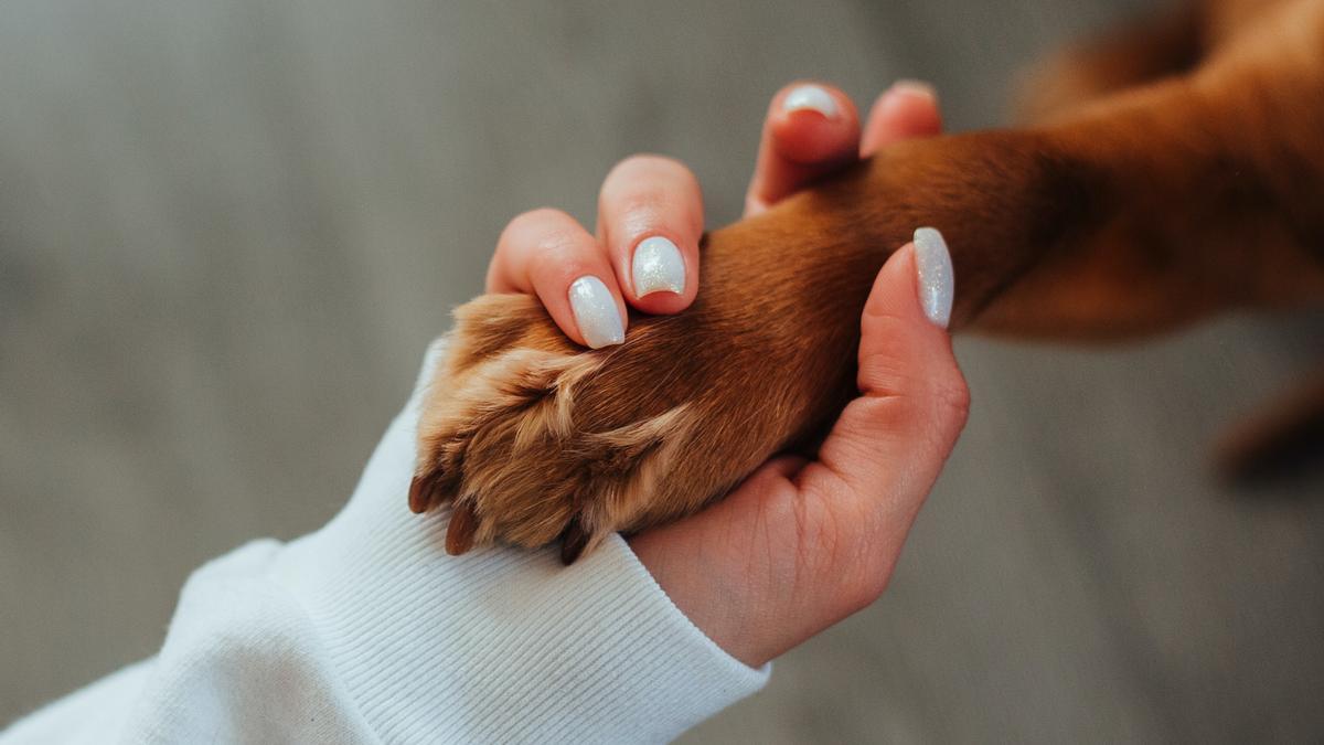 Voici les 4 raisons pour lesquelles un chien nous donne la patte