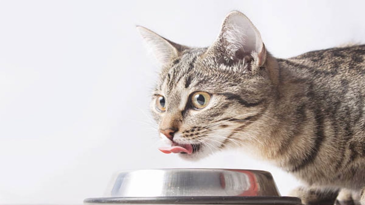 Voici les 5 bienfaits de l’huile poisson pour la santé de votre chat