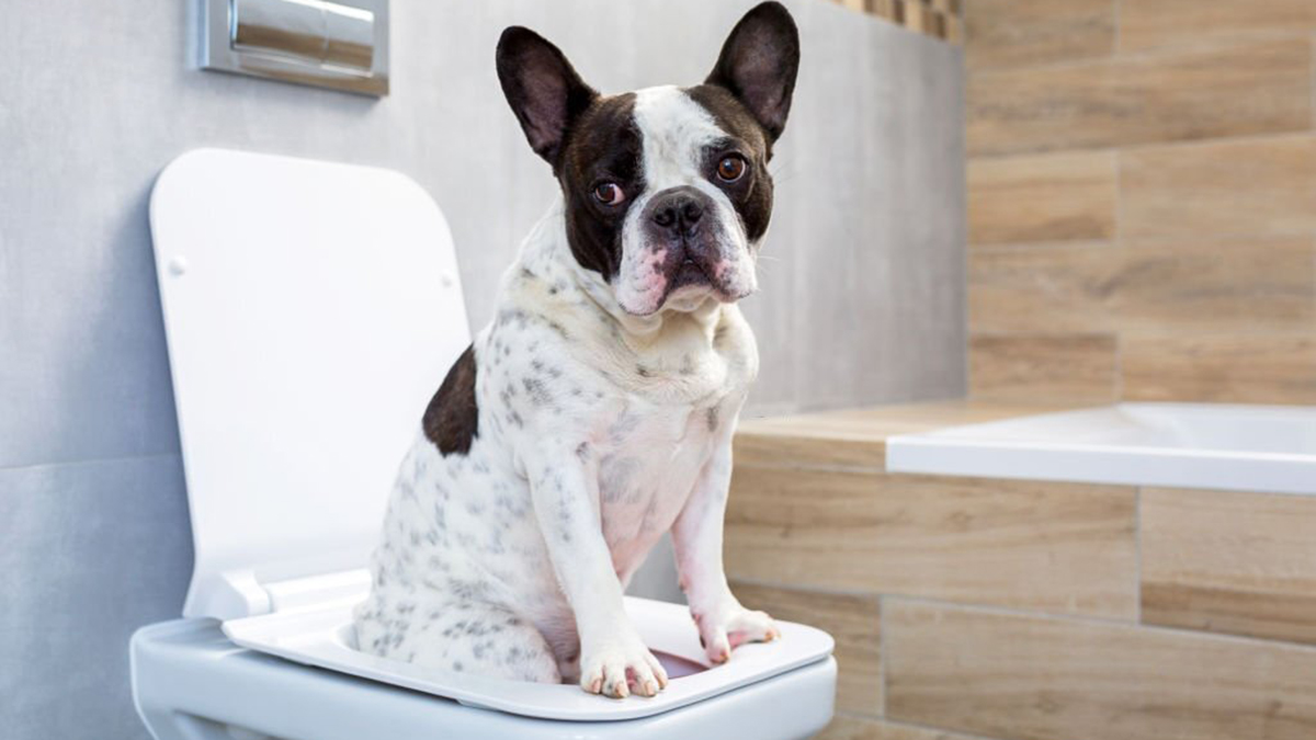 Voici les 5 raisons pour lesquelles votre chien vous suit aux toilettes