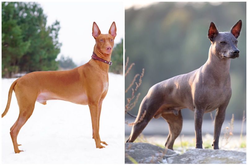 Voici les 8 races de chiens les plus rares au monde, ils sont magnifiques !