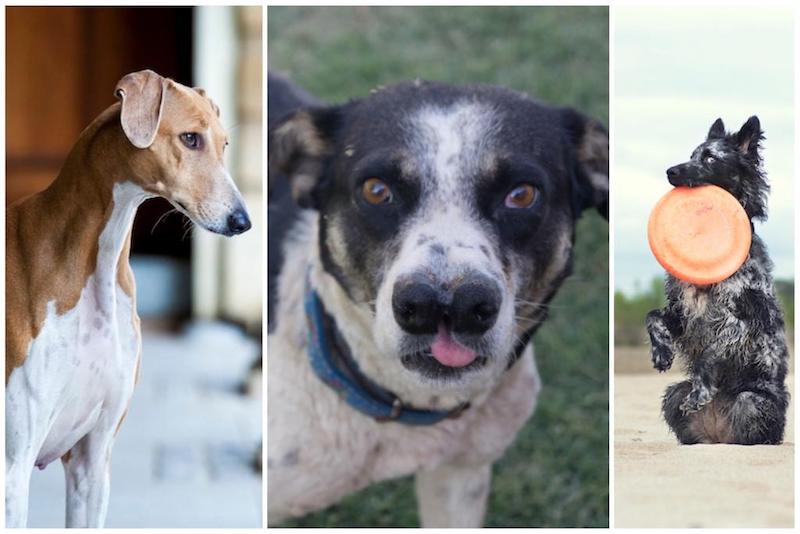 Voici les 8 races de chiens les plus rares au monde, ils sont magnifiques !