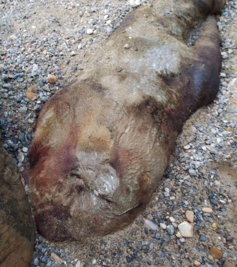 Voici l'étrange créature marine échouée en Espagne qui porte un "très mauvais présage"
