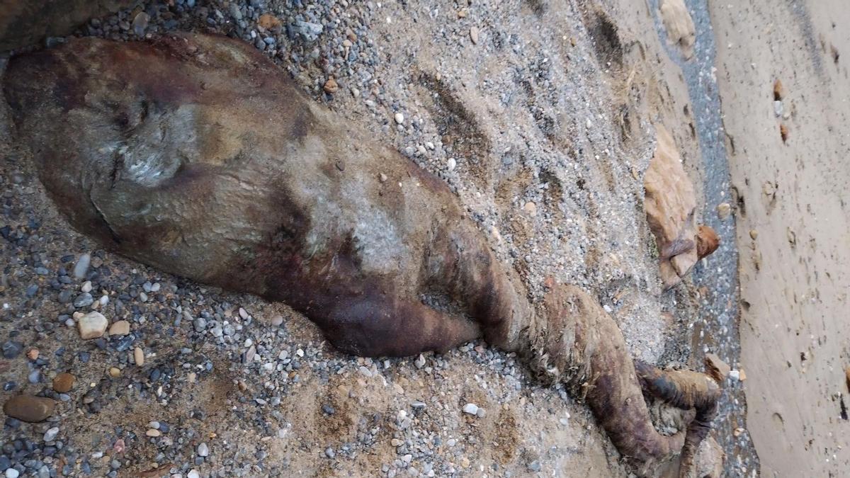 Voici l'étrange créature marine échouée en Espagne qui porte un "très mauvais présage"