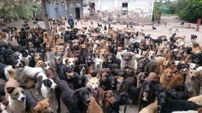 Cet homme accueille les chiens dont personne ne veut, il gère un refuge avec 750 chiens
