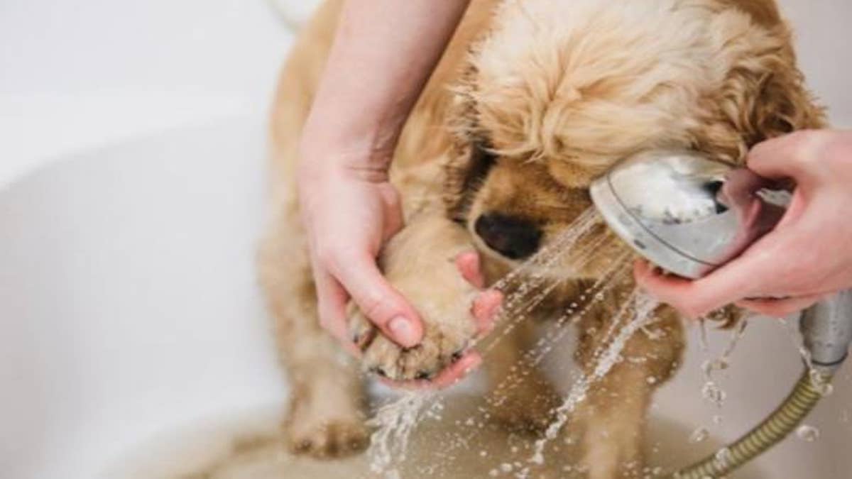 Voici l'importance de désinfecter les pattes de votre chien après la promenade