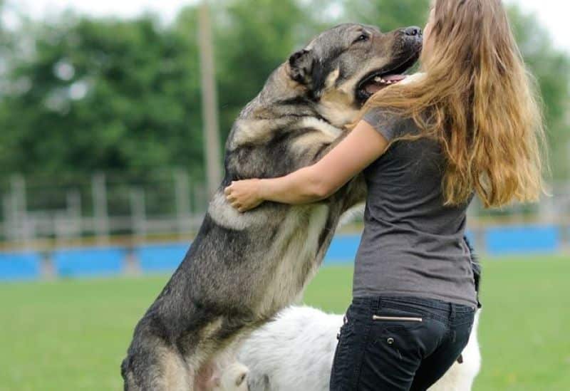 Voici pourquoi certains chiens sautent sur les gens pour les saluer