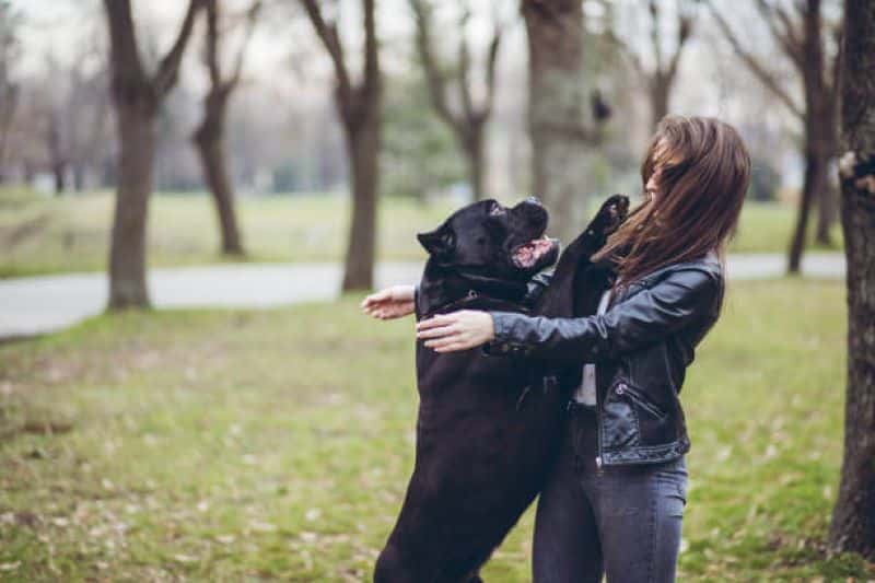 Voici pourquoi certains chiens sautent sur les gens pour les saluer