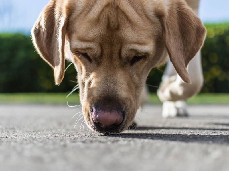 Voici pourquoi c'est si important que votre chien renifle le sol pendant que vous le promenez