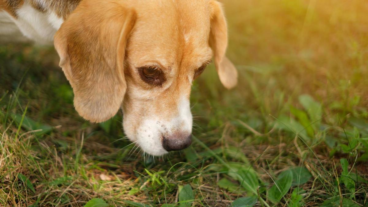 Voici pourquoi il est important que votre chien renifle le sol quand vous le promenez