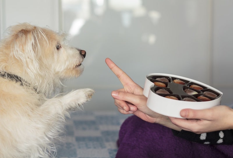 Voici pourquoi le chocolat est un véritable poison pour votre chien, méfiez-vous !