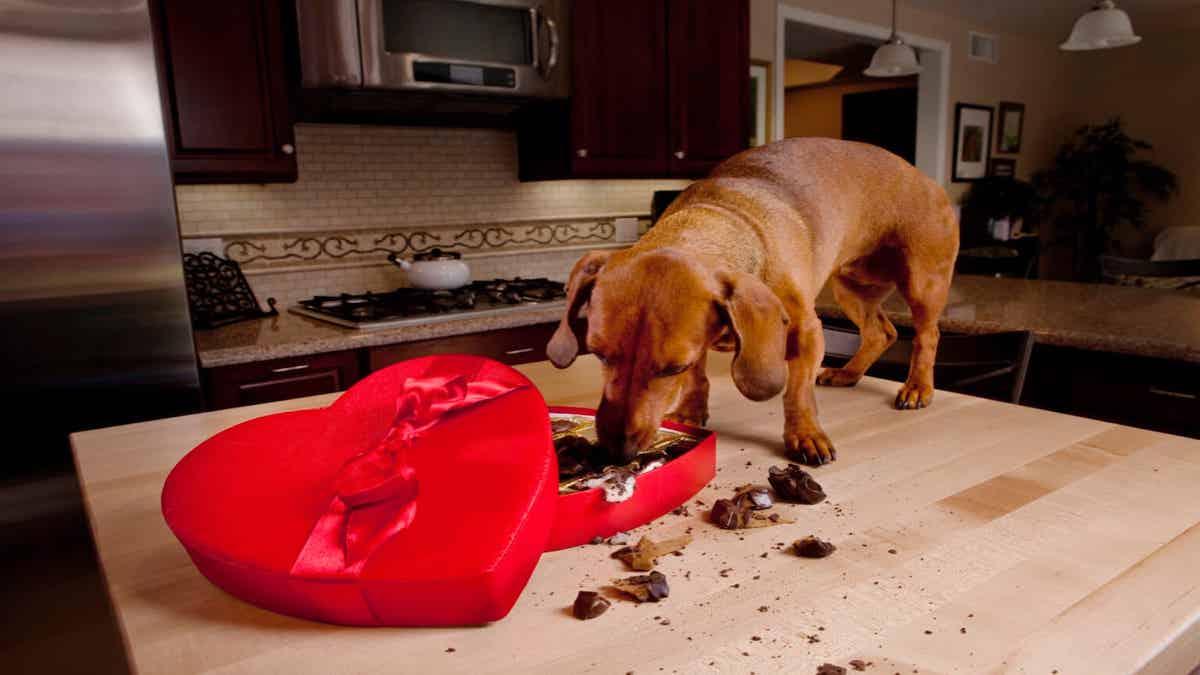 Voici pourquoi le chocolat est un véritable poison pour votre chien, méfiez-vous !