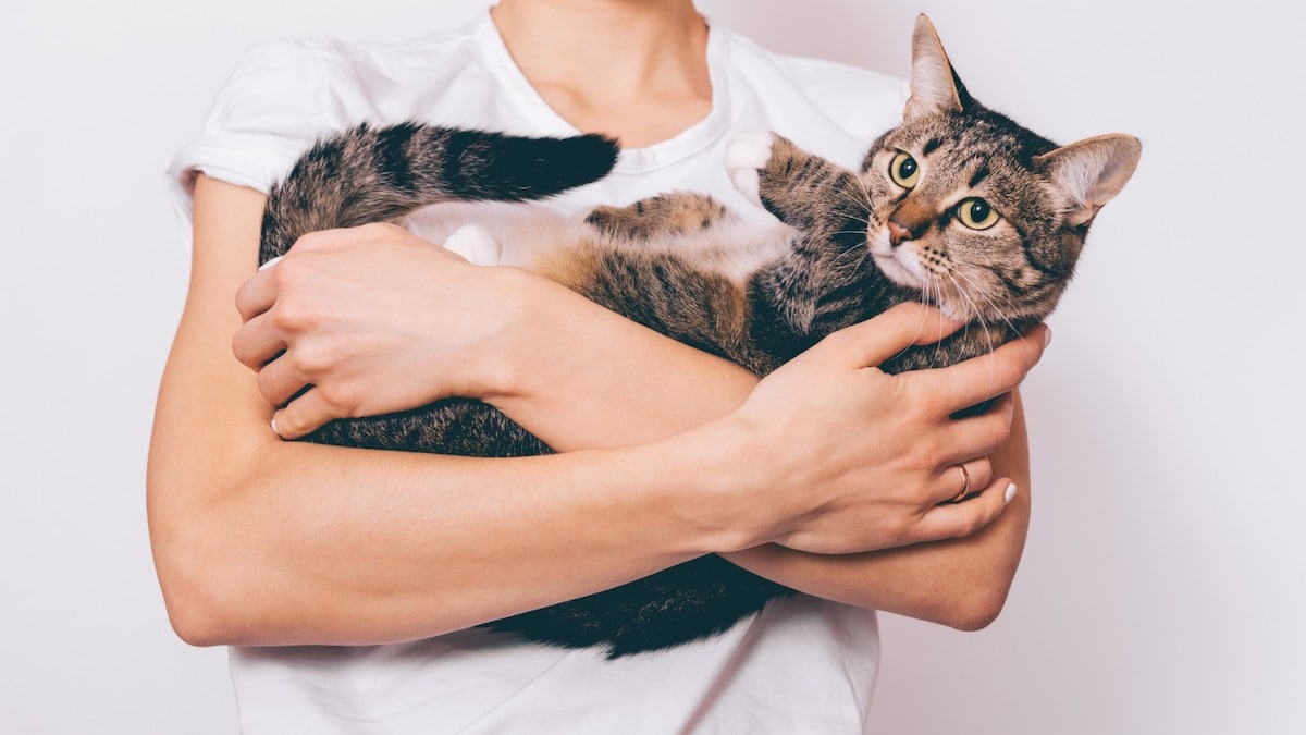 Voici pourquoi les chats préfèrent toujours une personne spécifique de la famille