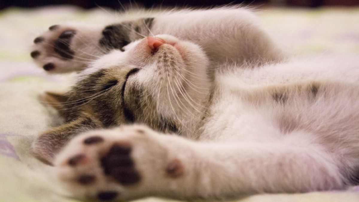 Voici pourquoi les chats dorment énormément