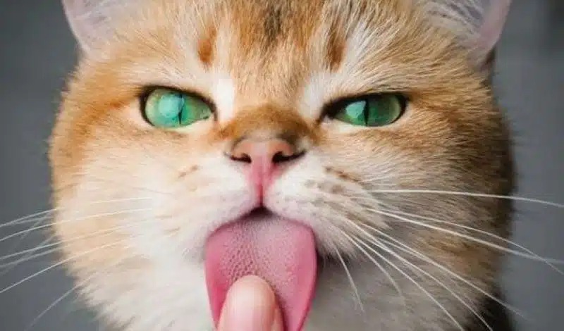 Voici pourquoi les chats ont de petites épines sur leur langue