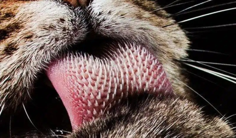Voici pourquoi les chats ont de petites épines sur leur langue
