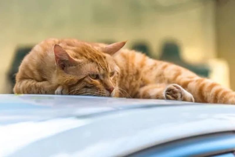 Voici pourquoi les chats orange sont très spéciaux