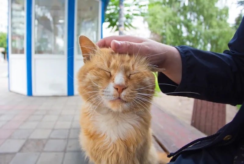 Voici pourquoi les chats orange sont très spéciaux
