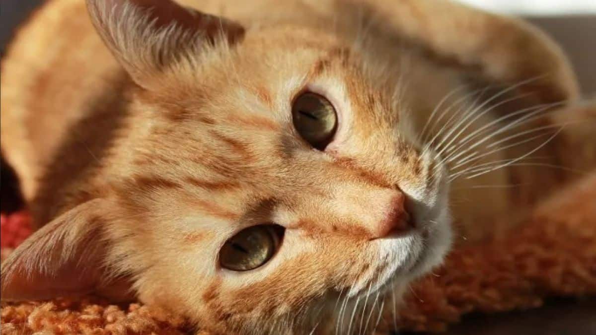 Voici pourquoi les chats orange sont très spéciaux