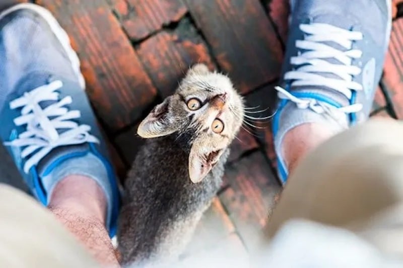 Voici pourquoi les chats se frottent entre nos jambes